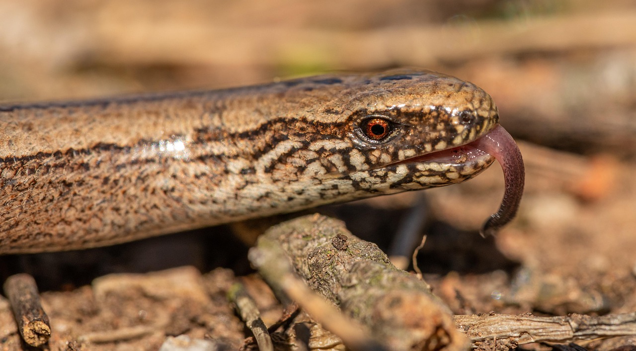 不安障害を食事で改善するための具体的な方法は？